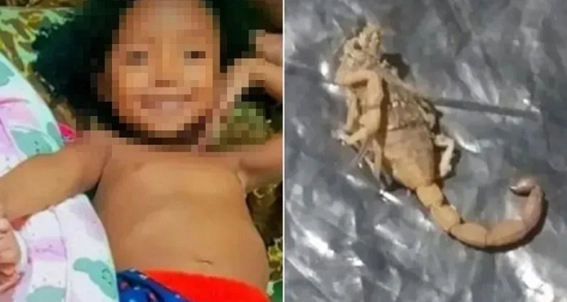 Menina de 5 anos morre após ser picada por escorpião