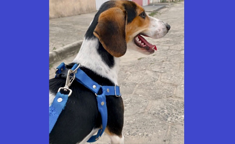 Cão Beagle está desaparecido em Teixeira de Freitas: Ajude a Encontrá-lo!