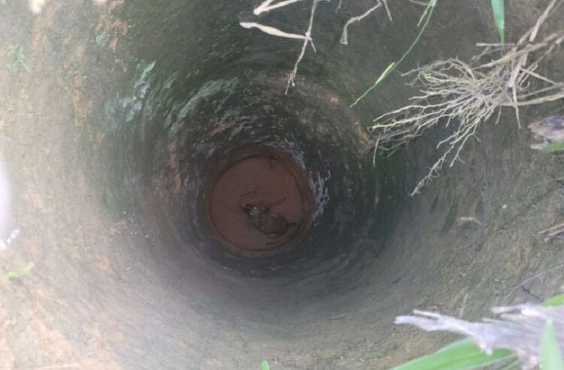 Cadela é resgatada de poço com mais de 10m de profundidade em Teixeira de Freitas