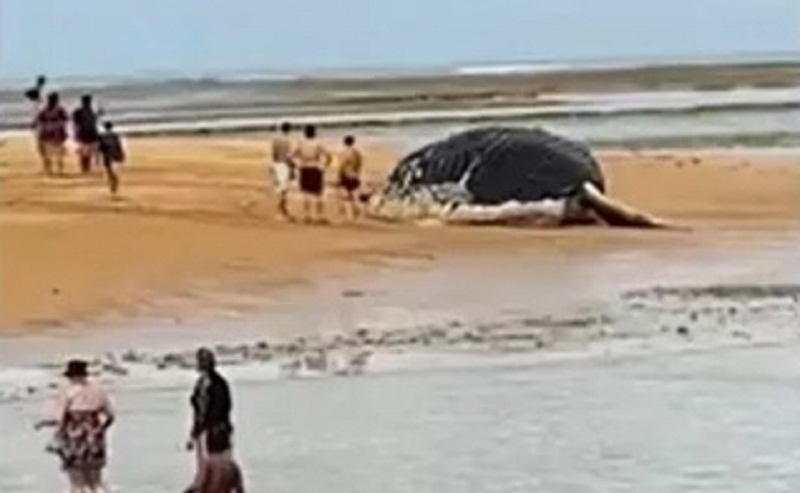 Baleia jubarte é encontrada morta em praia