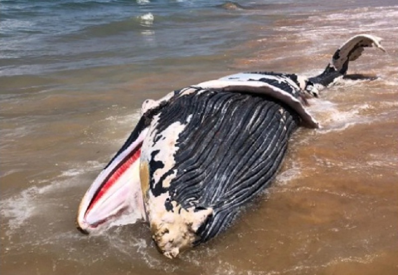 Três filhotes de baleias jubarte são encontrados mortos nas regiões sul e extremo sul da Bahia
