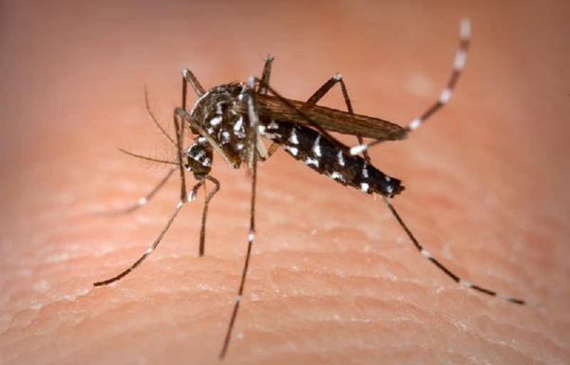 Lajedão enfrenta epidemia de dengue e pede colaboração da população